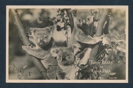 Vintage Postcard Koalas Koala Park Sydney 